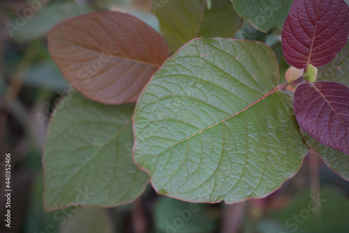 Green leaves background. Green leaf texture.Fresh green leaf, close up