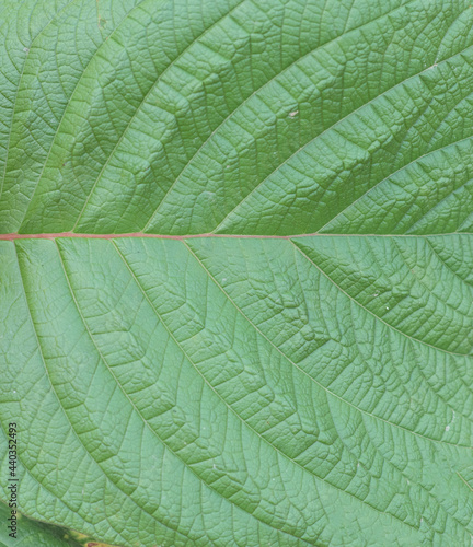 Green leaves background. Green leaf texture.Fresh green leaf, close up