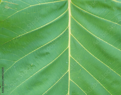 Green leaves background. Green leaf texture.Fresh green leaf, close up