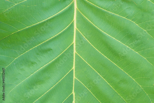 Green leaves background. Green leaf texture.Fresh green leaf, close up