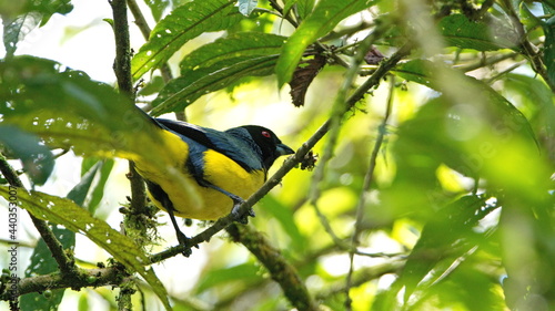 Hooded mountain tanager (Buthraupis montana) perched in a tree at Guango Lodge, near Baeza, Ecuador photo