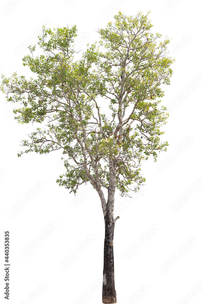 Beautifull green tree on a white background in high definition.Tropical tree on white background for architecture designing Beautifull green tree on a white background in high definition.Tropical tree on white background for architecture designing