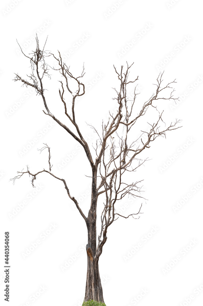 Fototapeta premium black tree silhouettes isolated on white background , silhouette of trees.Isolated dead tree on a white background