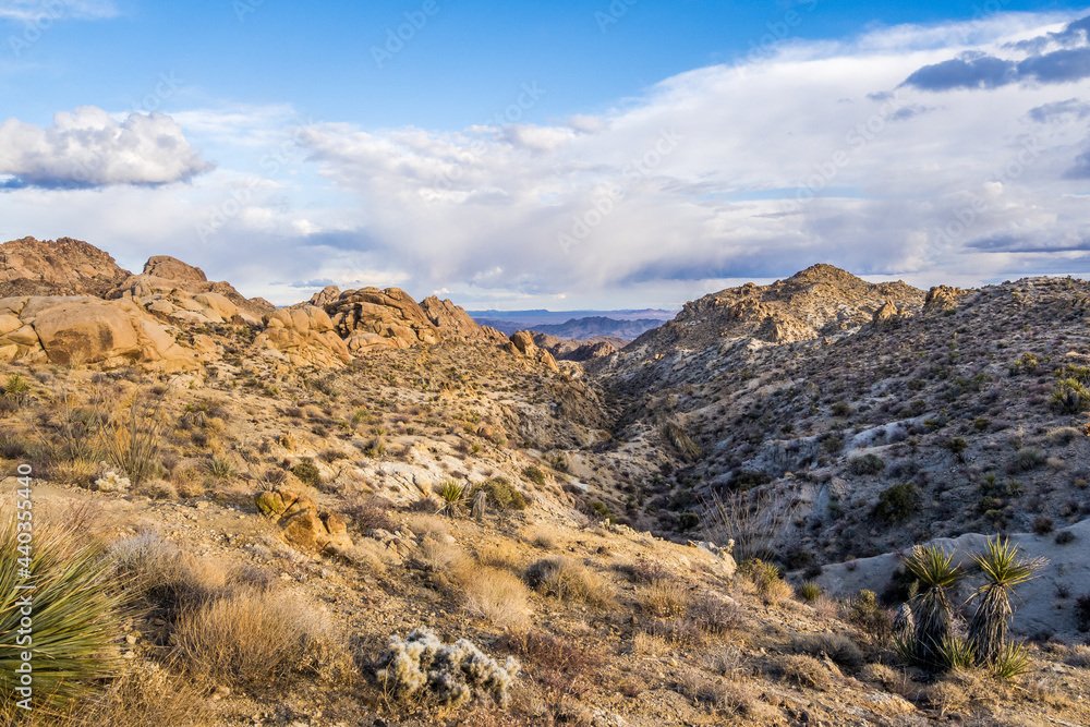 Early morning in Joshua Tree National Park Early morning in Joshua Tree National Park