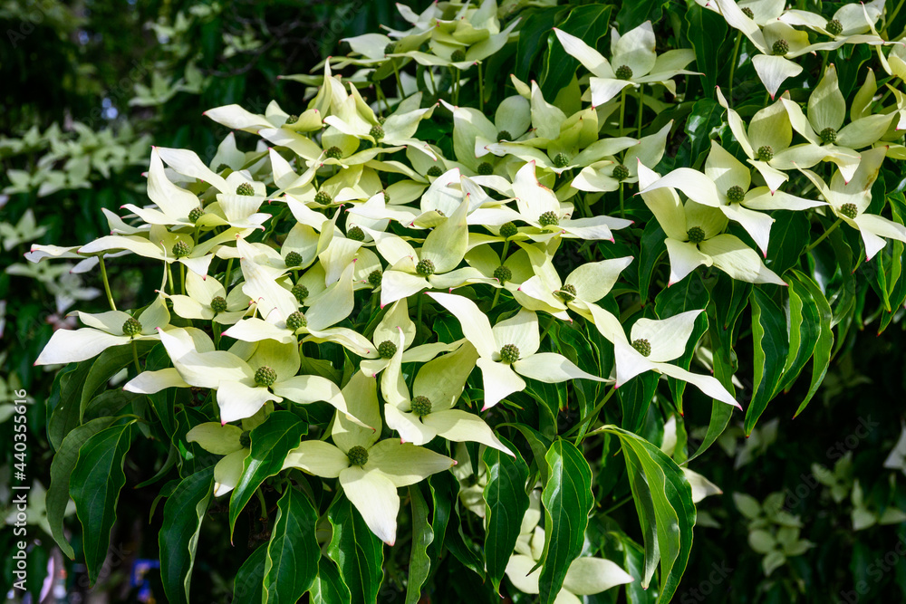 Graphic white flowers of a dogwood blooming on a tree in a garden, as a nature background
Graphic white flowers of a dogwood blooming on a tree in a garden, as a nature background