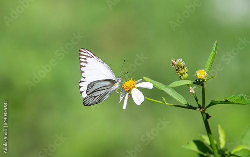 white butterfly on a flower © Champ