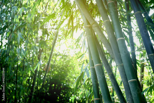 selective focus bamboo tree forest