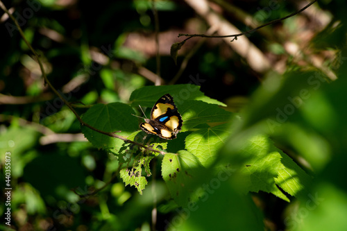 Yellow Pansy butterfly - Junonia hierta on green leaf in a forest in  Laos