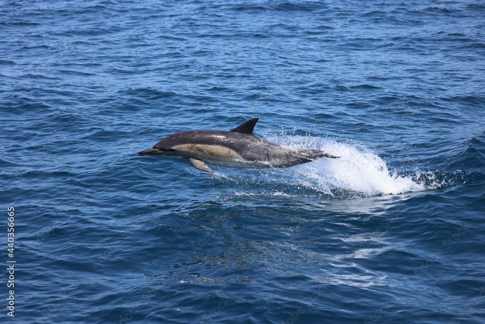 Naklejka premium dolphin jumping out of water