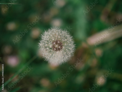 White dandelion flower in green grass with wild yellow flowers, selective focus, spring meadow. White dandelion with blurred background