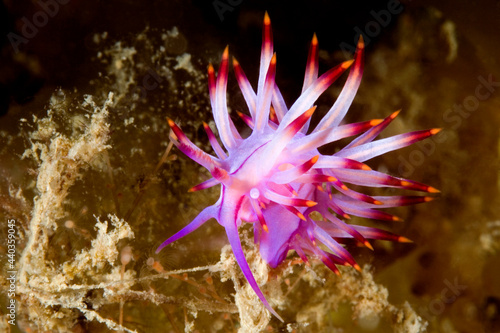 Red Lined Nudibranch, Coryphellina lotos