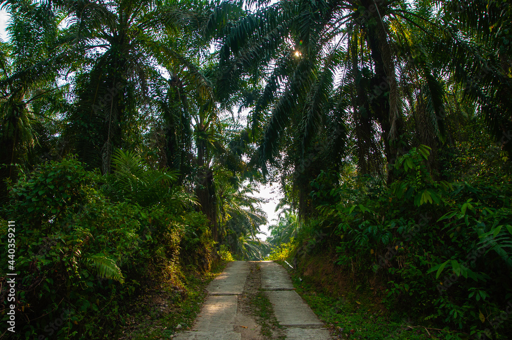 Obraz premium road in the forest