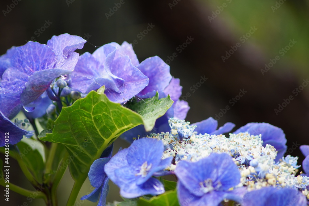 紫陽花のクローズアップ写真