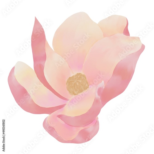 Illustration of a magnolia flower top view pink flower with a beige gradient on a white background isolated element