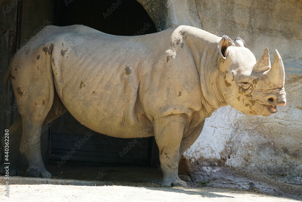 Naklejka premium A black Rhinoceros standing on the ground
