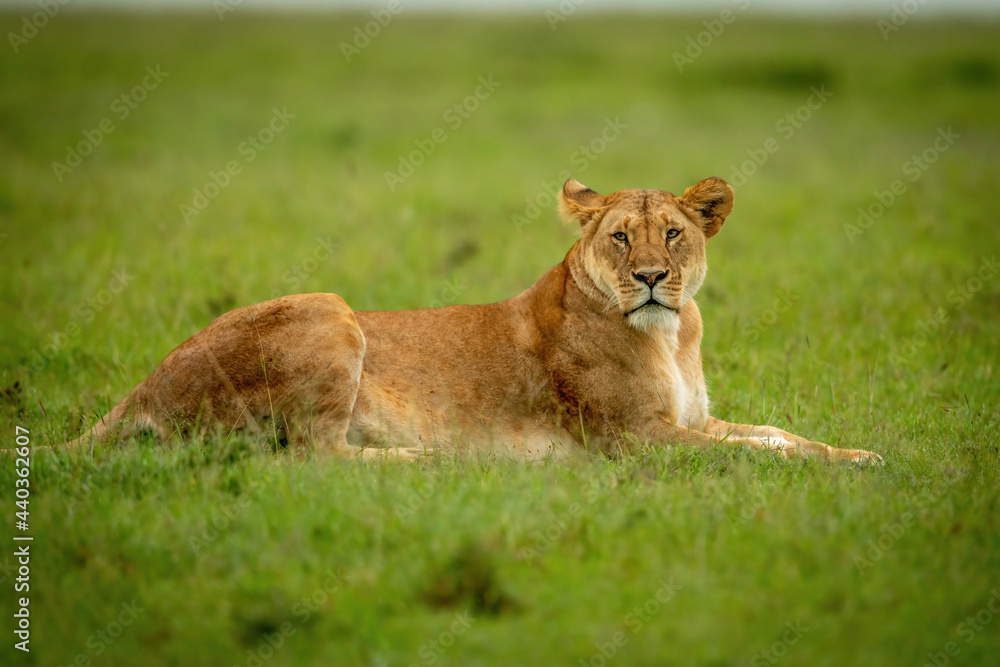 Lioness lies on grass watching camera Lioness lies on grass watching camera