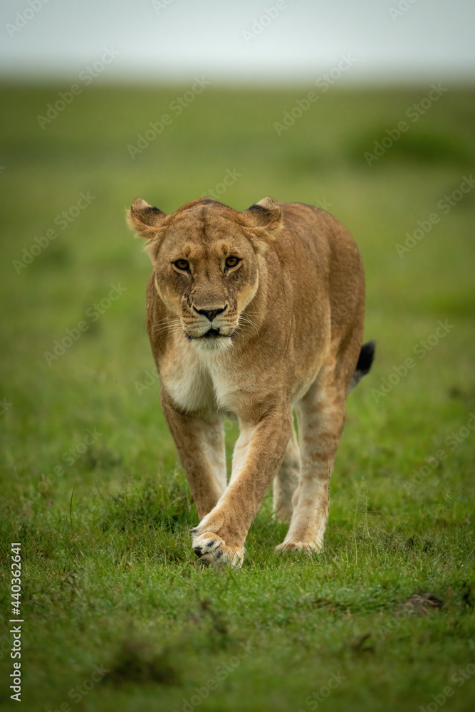 Lioness crosses grassy plain eyeing camera Lioness crosses grassy plain eyeing camera