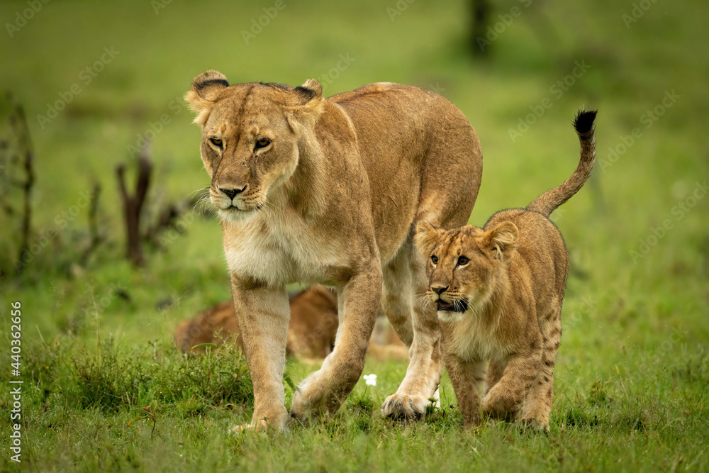 Lioness and cub crossing grass in step Lioness and cub crossing grass in step