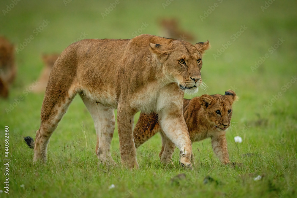 Lioness and cub crossing savannah in step Lioness and cub crossing savannah in step