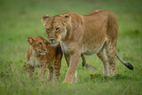 Lioness and cub walk together over grass