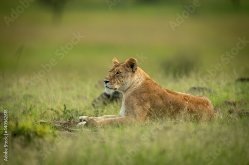 Lioness lies in short grass facing left