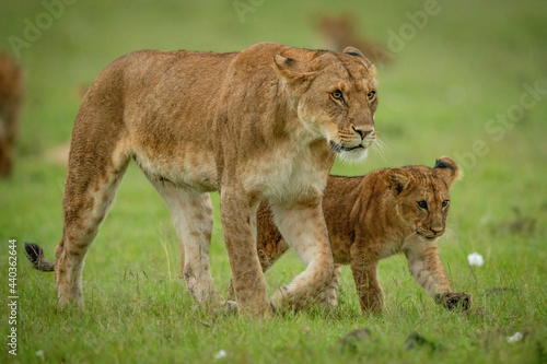 Lioness and cub walk side-by-side across grass