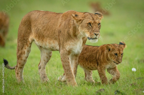 Fotografia Lioness and cub walk across grass together