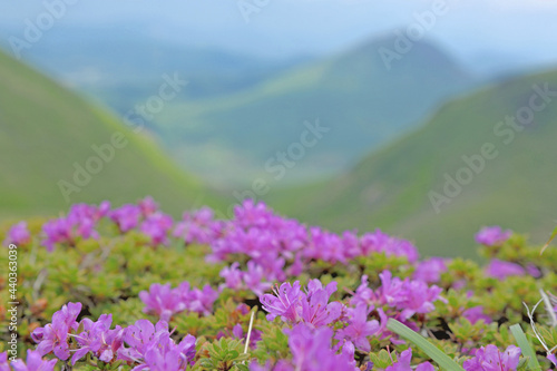 九重山（久住山・中岳）登山「ミヤマキリシマ」