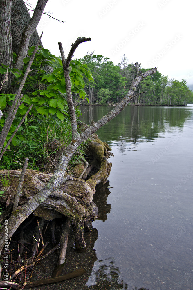 Obraz premium 曇り空の下の湖と湖畔の森の木々。