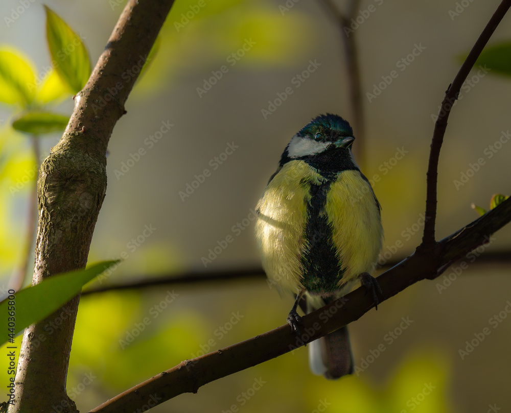 Fototapeta premium Eine schöne Kohlmeise im Schatten!