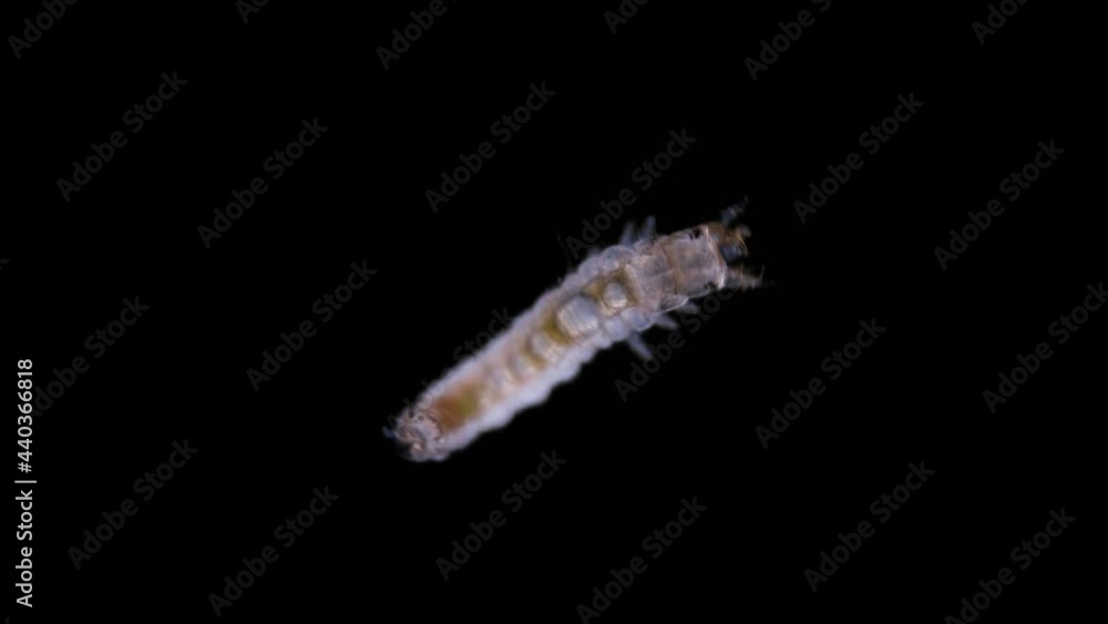 Beetle larva of family Hydrophilidae under a microscope, order ...