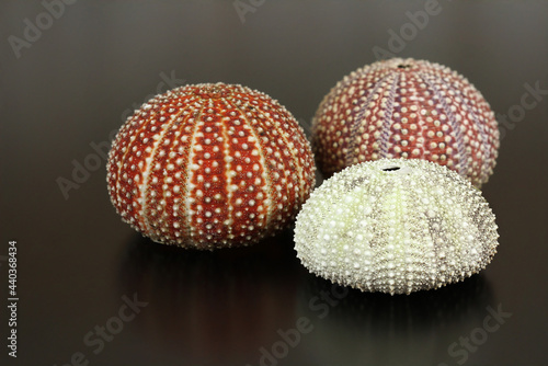 Maritime Still Life With Sea Urchin Shell