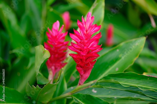 Photos Indonesia Yogyakarta - Alpinia purpurata - Red ginger - Alpinia purpurata