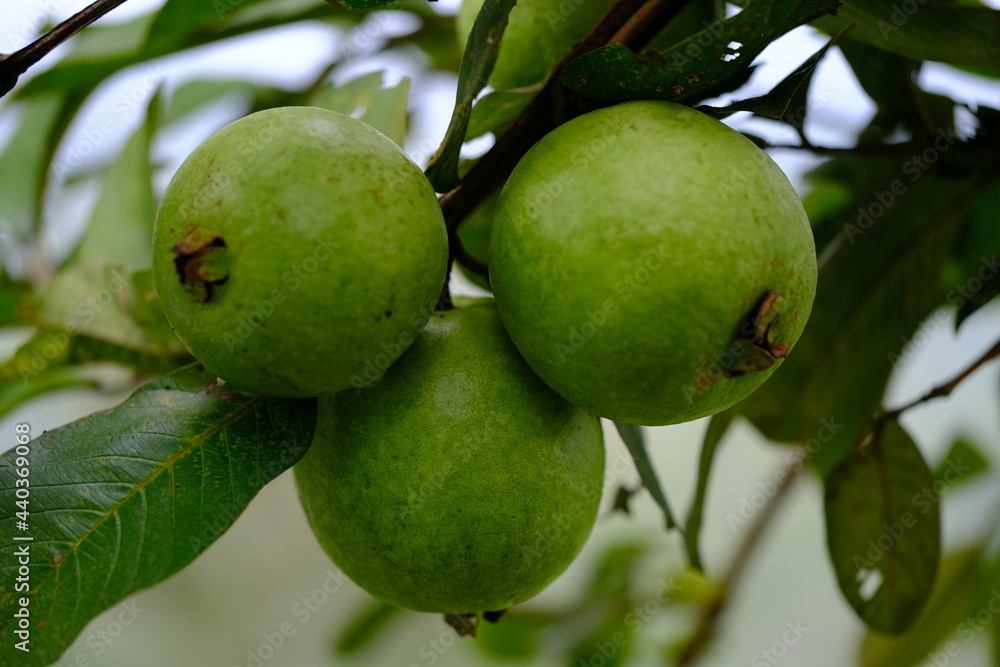Indonesia Yogyakarta - Guava Fruit - Psidium guajava Indonesia Yogyakarta - Guava Fruit - Psidium guajava