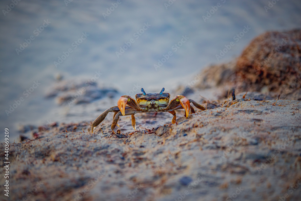 Fototapeta premium A single red crab on beach, walking on sand