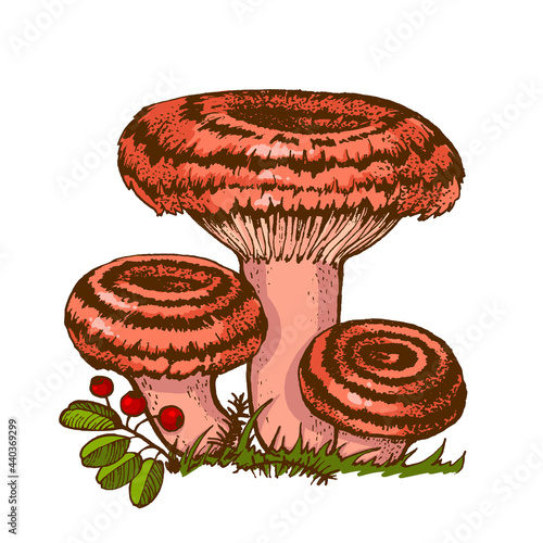 Edible russule mushroom, Coral milky cap mushroom illustration hand-drawn boletus, family of mushrooms isolated on white background for printing on packages, autumn season To pick up mushrooms photo