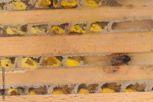 Close up of mason bee house