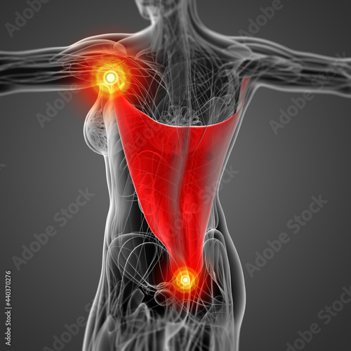medical  illustration of the latissimus dorsi
