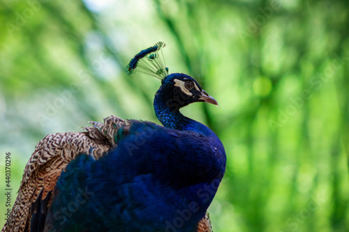 Wallpaper Mural Close up of the cute peacock (brightly  bird) on a green background Torontodigital.ca