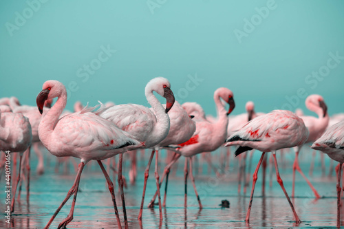 Close up of beautiful African flamingos that are standing in still water with reflection. © Yuliia Lakeienko