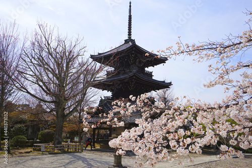 Cherry blossoms at Shinnyo-do Temple, Kyoto Pref., Japan photo