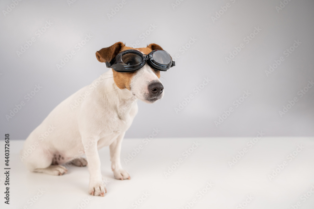 Portrait of dog jack russell terrier in goggles for snorkeling on a white background.