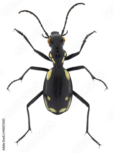 Egyptian predator beetle, Anthia (Termophilum) sexmaculata (Coleoptera: Carabidae). Adult. Dorsal view. Isolated on a white background