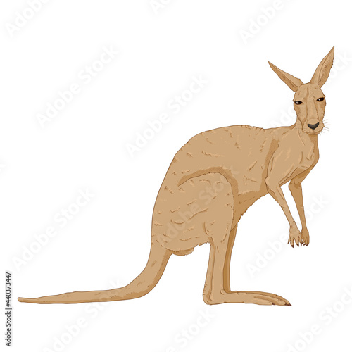 Vector Illustration of Standing Kangaroo