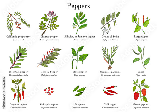 Set of different peppers vector