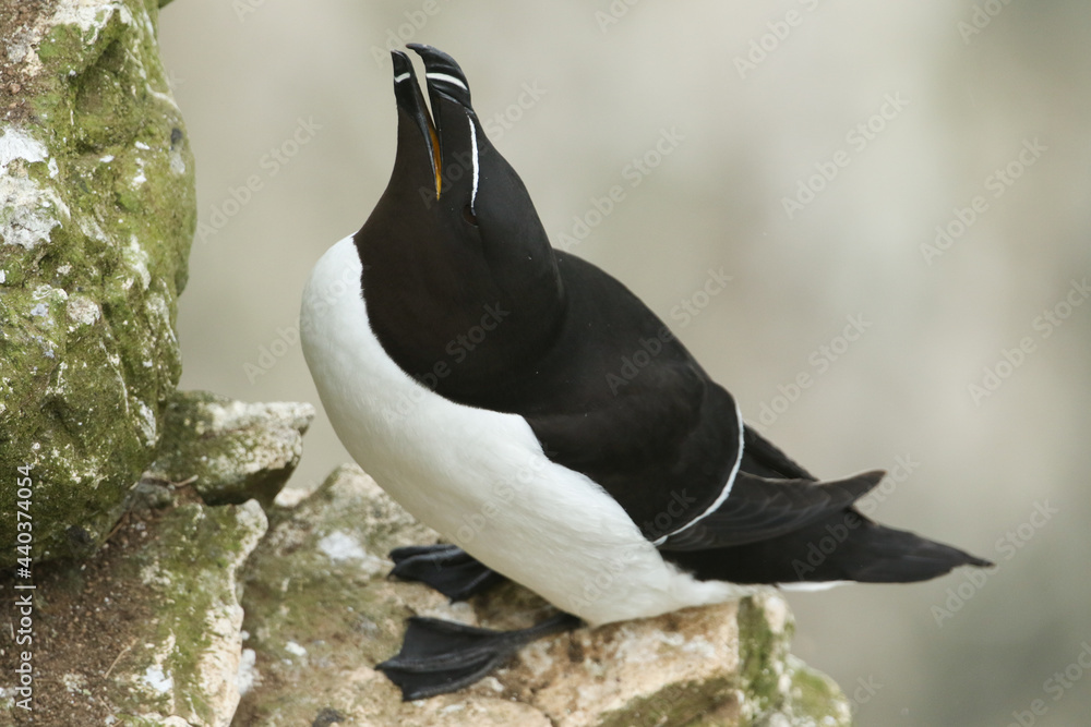 Φωτογραφία A stunning Razorbill, Alca torda, standing on a ledge on the cliff face at the edge of the sea during breeding season