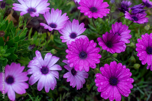 Photography of daisies and raindrops