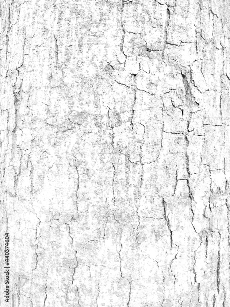 White rough bark texture in retro concept. White rough bark texture in retro concept.