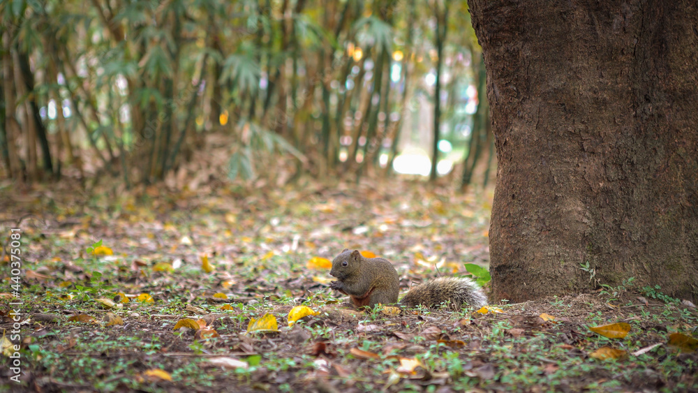 Pallas's Squirrel Eating Food On The Floor Of Daan Park Forest, Taipei Pallas's Squirrel Eating Food On The Floor Of Daan Park Forest, Taipei