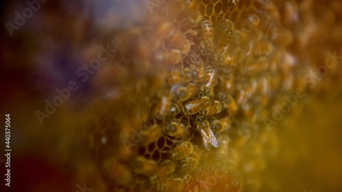 Closeup of a bunch bees swarming on honeycomb in apiary. Working bees